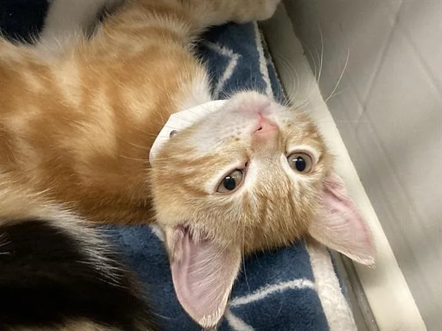 A baby small-sized male Domestic Short Hair cat named Cheeto Dust for adoption in Tustin, CA