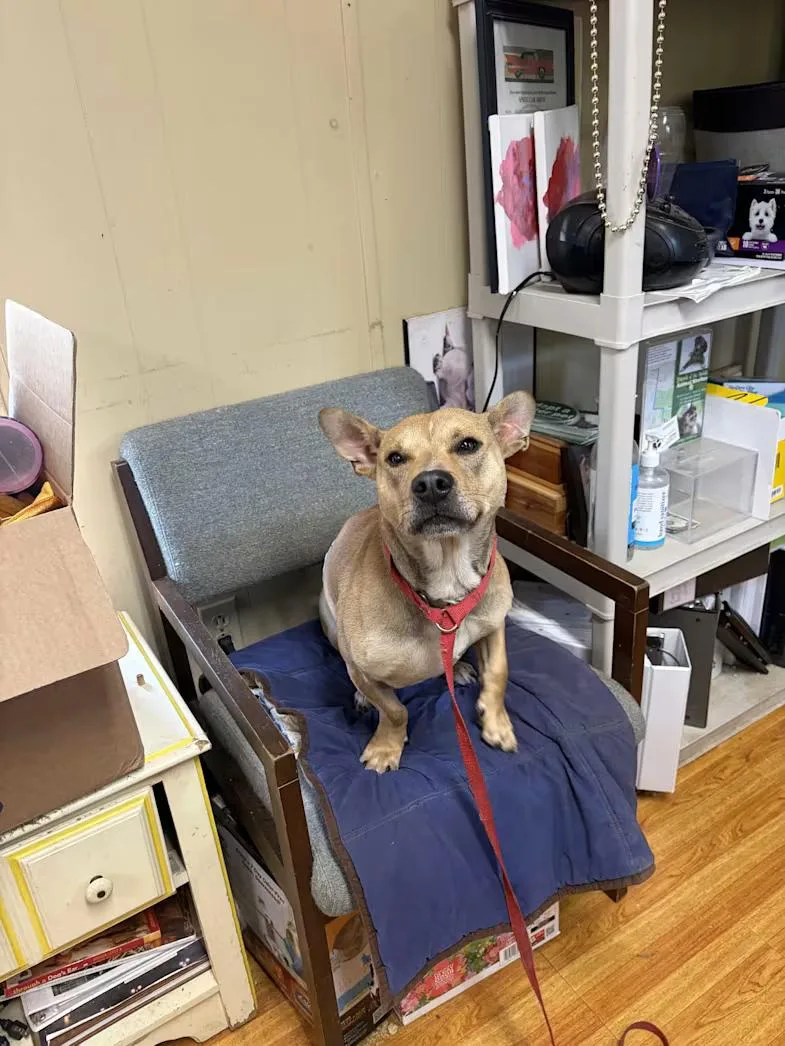 An adult medium-sized male Golden American Staffordshire Terrier dog named Kevin for adoption in Mobile, AL