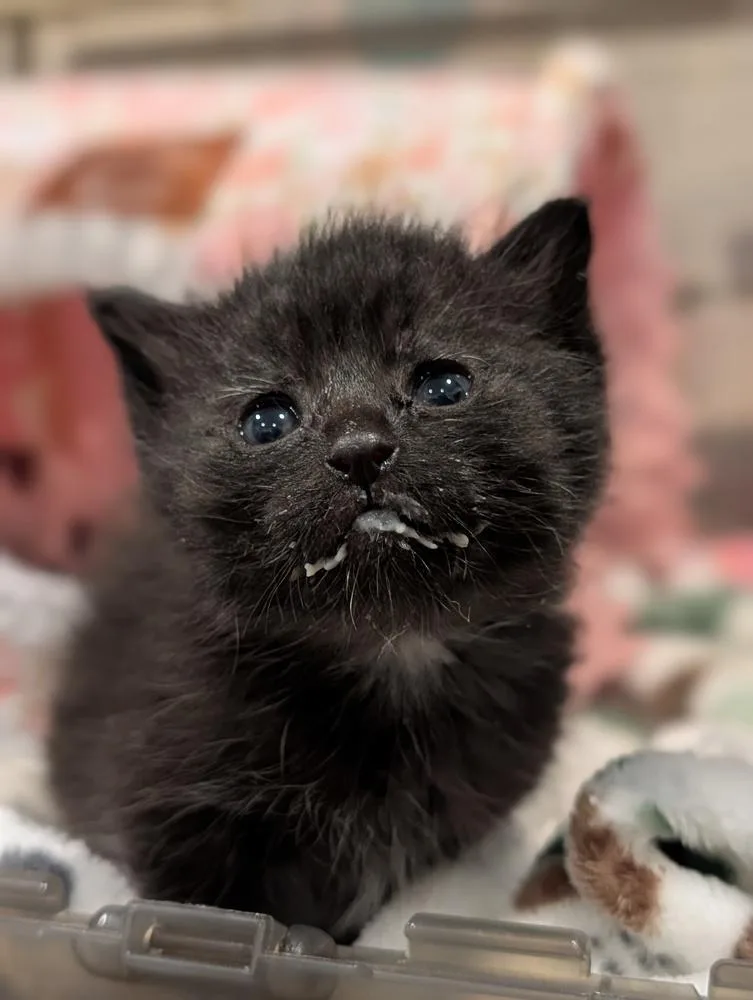 A baby small-sized female Black & White / Tuxedo Domestic Short Hair cat named Bikini for adoption in Fremont, CA