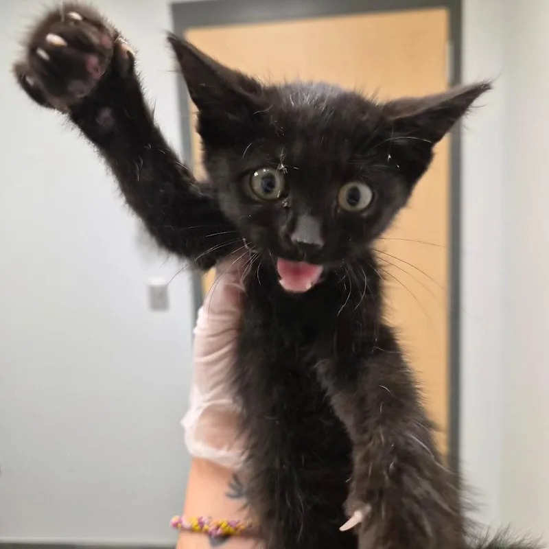 A baby small-sized male Black Domestic Short Hair cat named Monkee for adoption in Jacksonville, FL