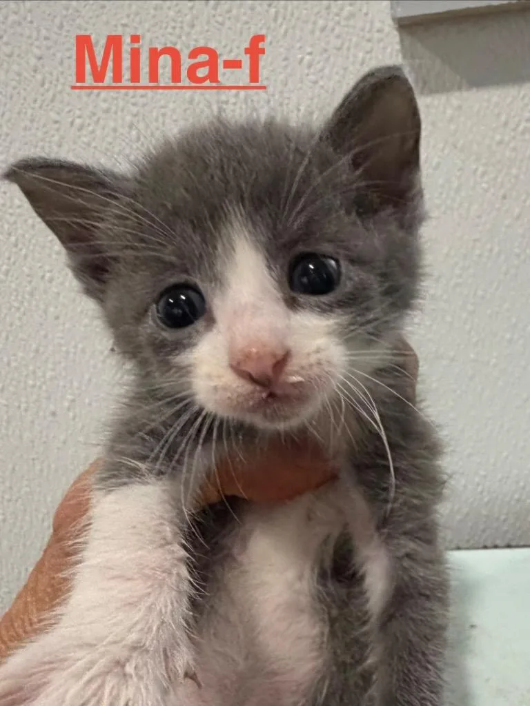 A baby small-sized female Tuxedo cat named Mina for adoption in Brookhaven, MS