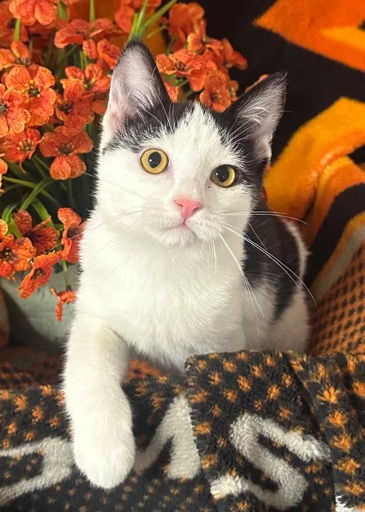 A baby small-sized male Domestic Short Hair cat named Patch for adoption in Stillwater, OK