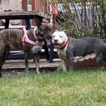 An adult medium-sized female Pit Bull Terrier dog named Sweet Pea for adoption in Valparaiso, IN
