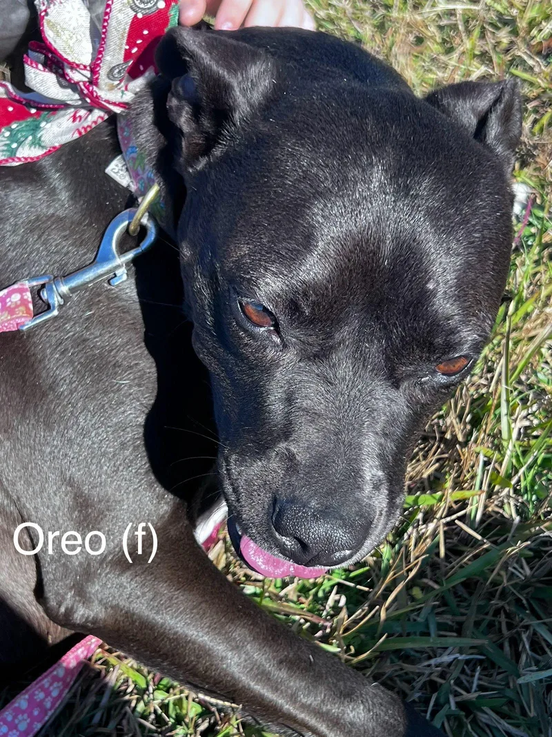 Oreo