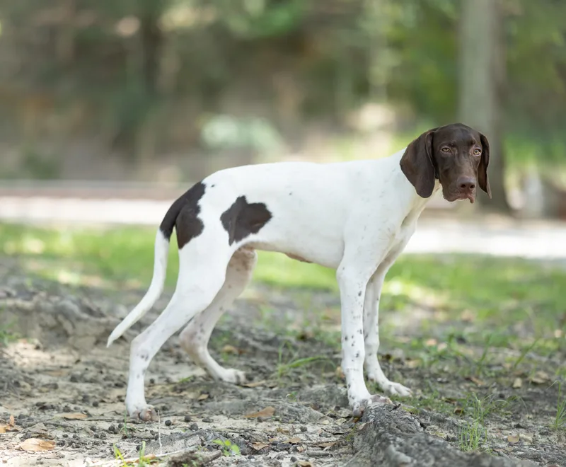 A young medium-sized male German Shorthaired Pointer dog named Ransom for adoption in Lucedale, MS