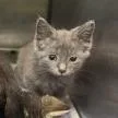 A baby small-sized male Gray / Blue / Silver Domestic Short Hair cat named Dennison for adoption in Shinnston, WV