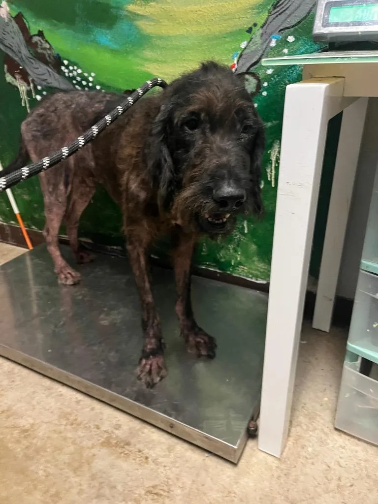 An adult large-sized male Wirehaired Pointing Griffon dog named Shaggy for adoption in New Braunfels, TX