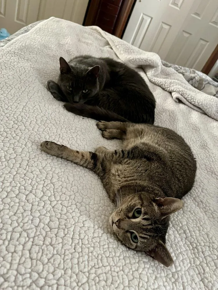An adult small-sized female Tabby (Brown / Chocolate) Domestic Short Hair cat named Yasmine for adoption in Virginia Beach, VA