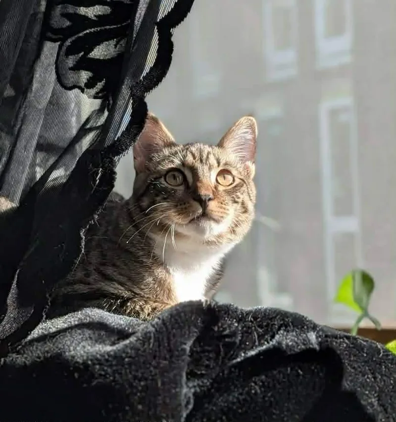 A young medium-sized female Tabby (Brown / Chocolate) Tabby cat named Tiabeanie for adoption in Gladstone, OR