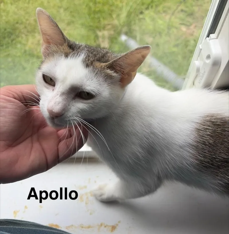 A baby medium-sized male Domestic Short Hair cat named Apollo for adoption in Spring, TX