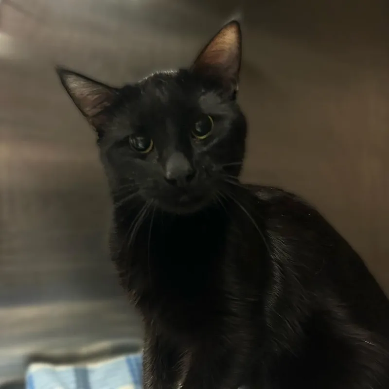 An adult medium-sized male Black Domestic Short Hair cat named Coffee Pot for adoption in Davenport, IA