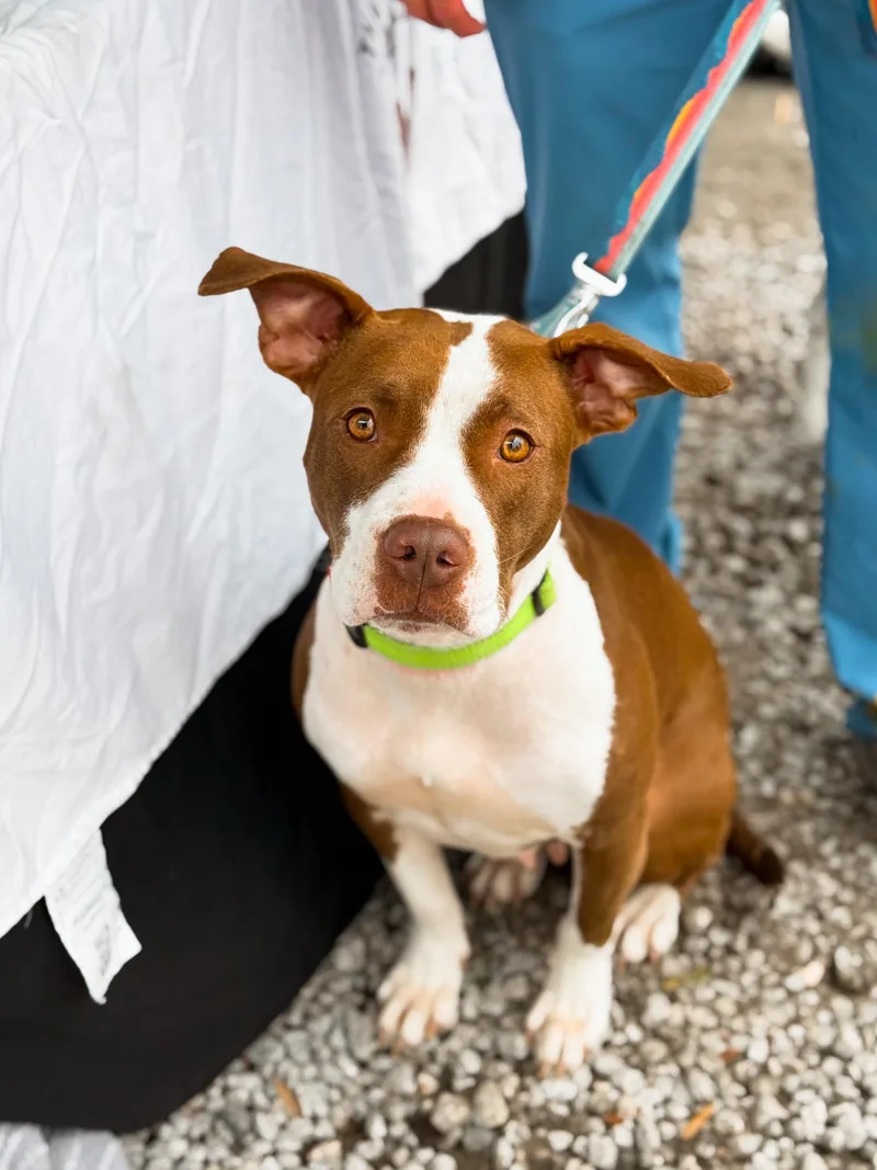 An adult medium-sized female Red / Chestnut / Orange Pit Bull Terrier dog named Olive for adoption in Charleston, SC