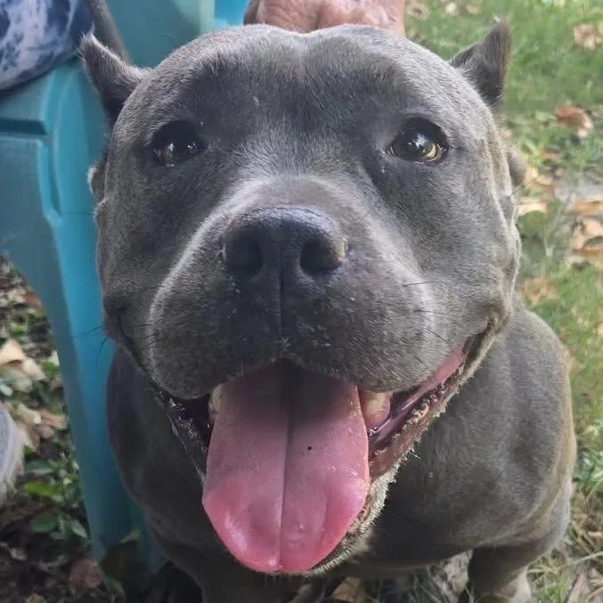 An adult medium-sized female Gray / Blue / Silver Pit Bull Terrier dog named Nala for adoption in Sarasota, FL