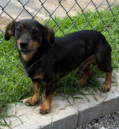 A young small-sized male Dachshund dog named Slinky for adoption in Wilkesboro, NC