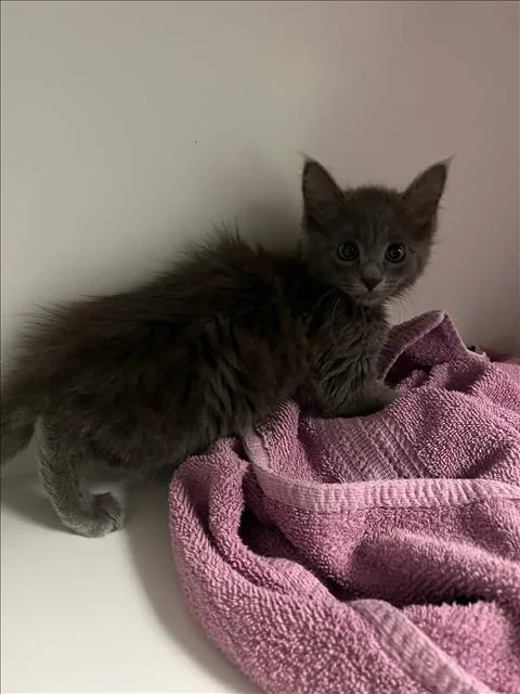 A baby small-sized male Domestic Short Hair cat named A for adoption in Van Nuys, CA