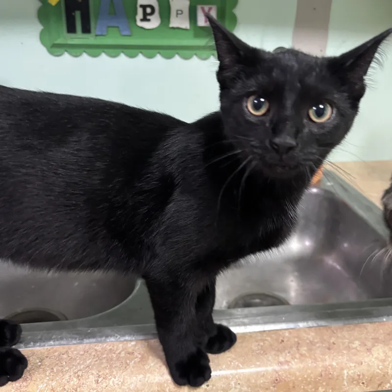 A baby small-sized male Black Domestic Short Hair cat named Tubi for adoption in Franklin, IN