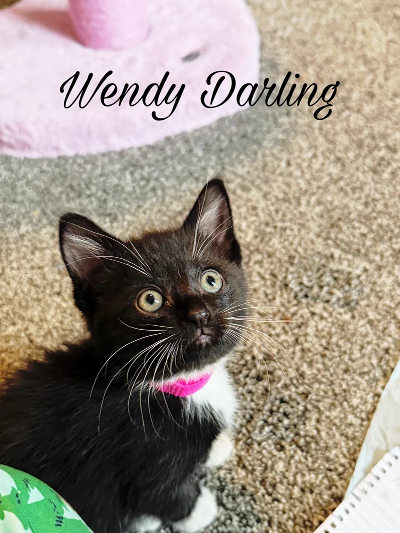 A baby medium-sized female Black & White / Tuxedo Domestic Short Hair cat named Wendy Darling for adoption in Murfreesboro, TN