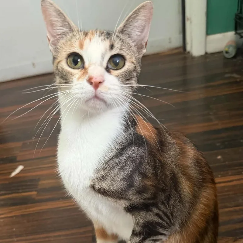A young small-sized female Calico Domestic Short Hair cat named Bali for adoption in Hattiesburg, MS
