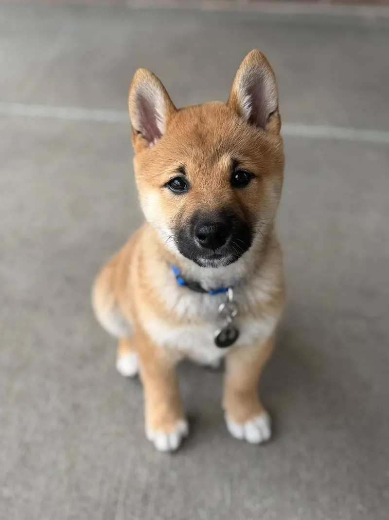 A baby small-sized male Yellow / Tan / Blond / Fawn Shiba Inu dog named Kenobi silly Shiba for adoption in RUSSIAVILLE, IN