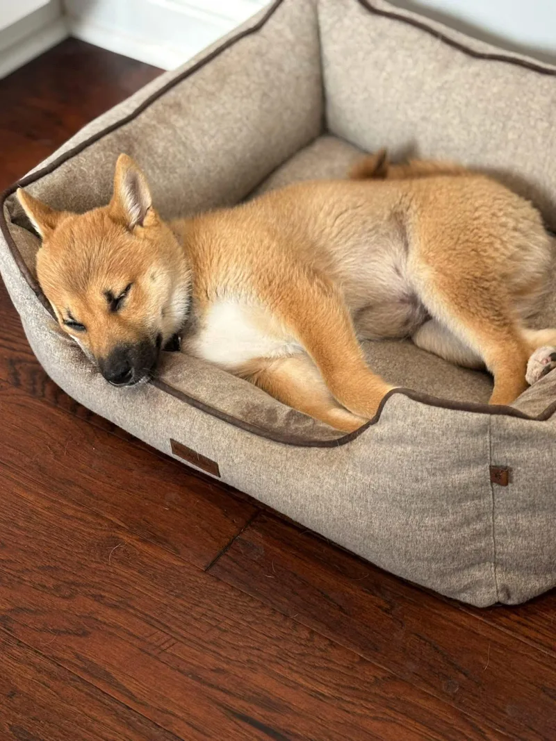 Kenobi silly Shiba thumbnail 2
