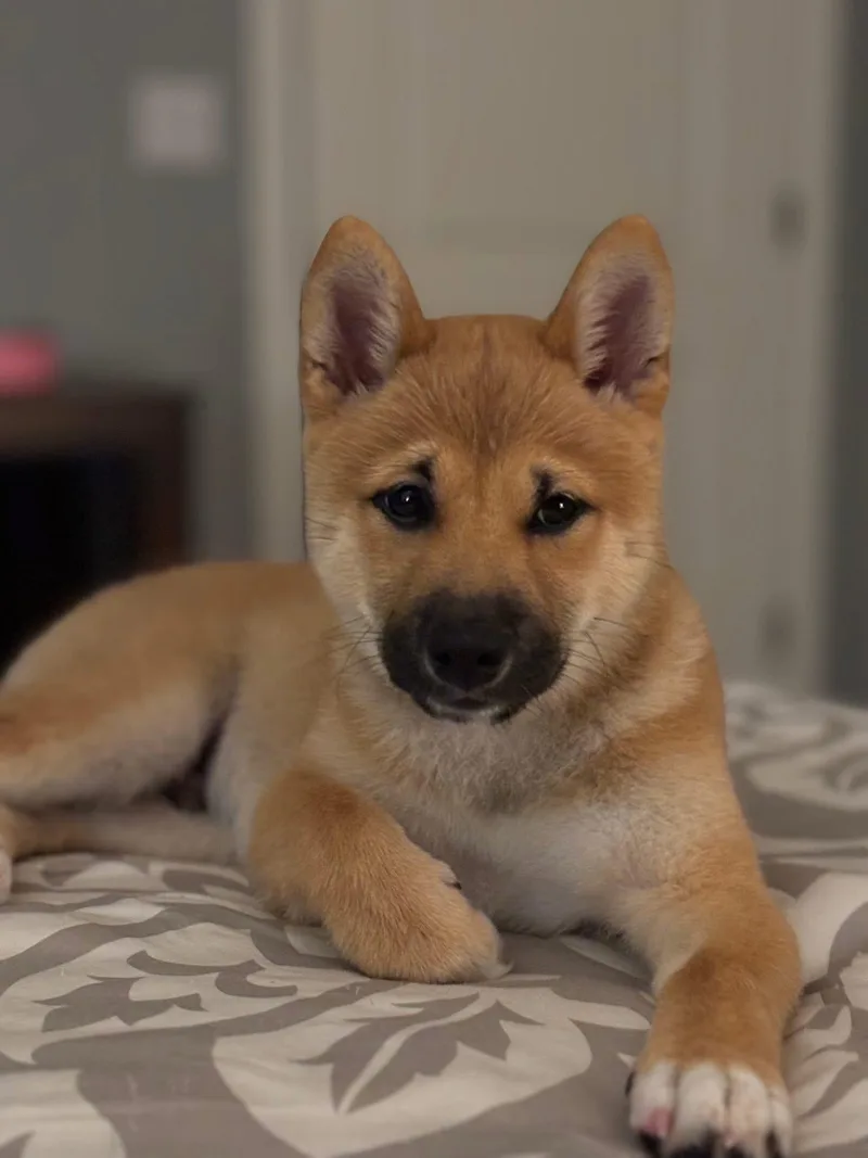 Kenobi silly Shiba thumbnail 3