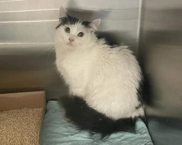 An adult medium-sized female Domestic Short Hair cat named Love for adoption in Ridgewood, NY