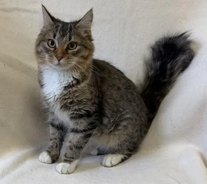An adult medium-sized male Tabby (Brown / Chocolate) Domestic Medium Hair cat named Milkshake for adoption in Buffalo, MN