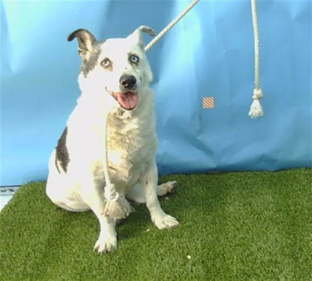 A senior medium-sized male Terrier dog named Payaso for adoption in Gardena, CA