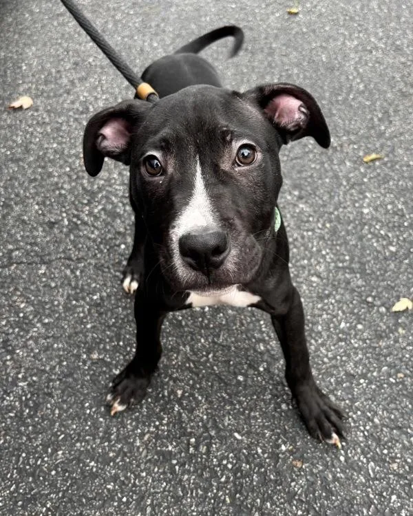 A baby small-sized male Pit Bull Terrier dog named Smoke for adoption in Richmond, VA