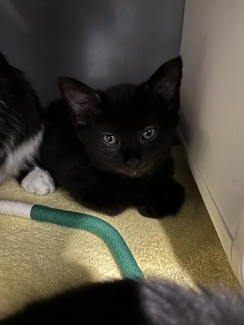 A baby medium-sized female Domestic Short Hair cat named Shrub for adoption in Leesburg, VA