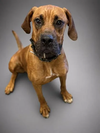A young large-sized male Redbone Coonhound dog named Bodie for adoption in Bowling Green, KY
