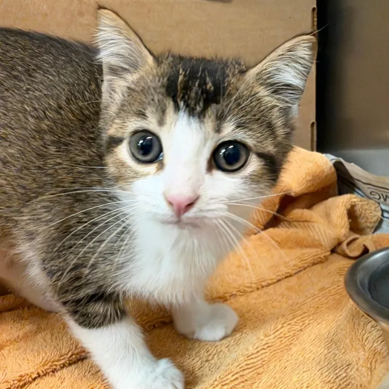 A baby small-sized female Domestic Short Hair cat named Wanda for adoption in Santa Barbara, CA