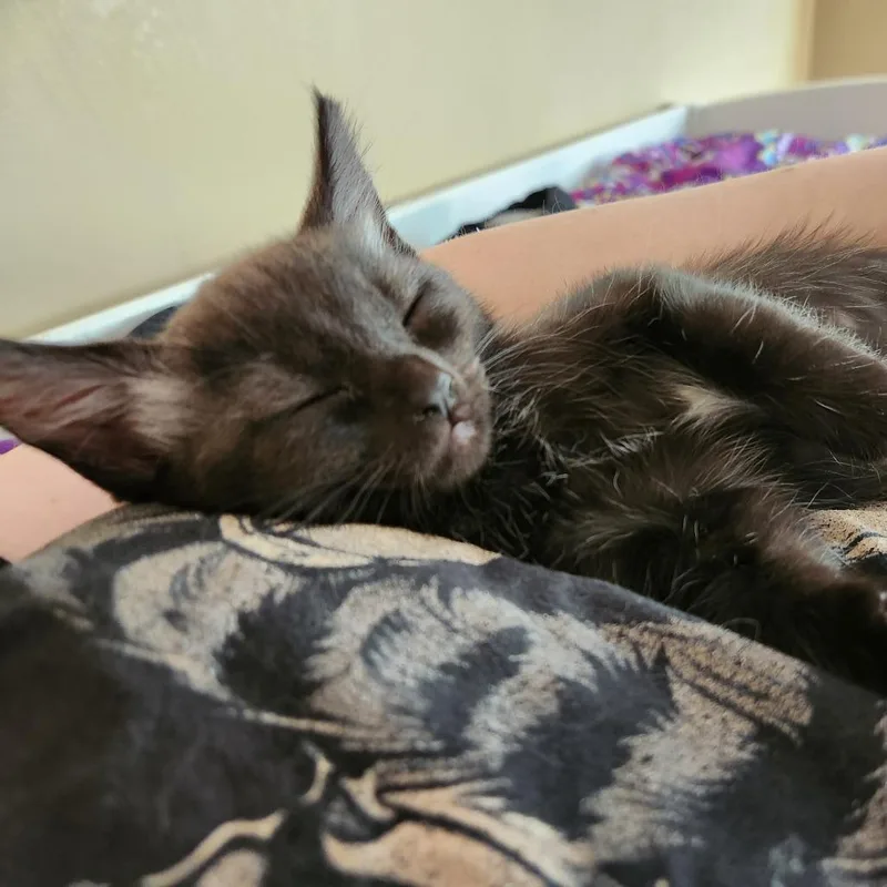 A baby small-sized female Gray / Blue / Silver Domestic Short Hair cat named Tornado for adoption in Brea, CA