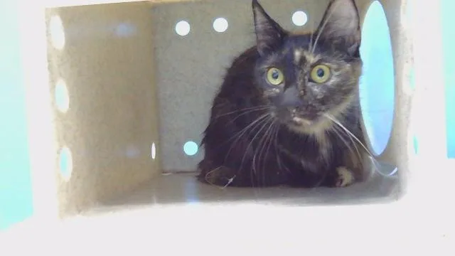 An adult medium-sized female Domestic Short Hair cat named Esmeralda for adoption in Gardena, CA