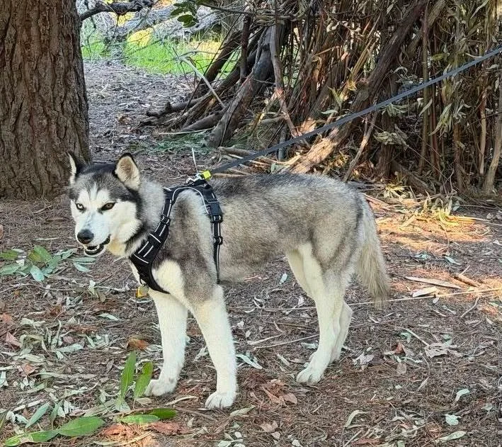 A young medium-sized female Gray / Blue / Silver Siberian Husky dog named Skye for adoption in Studio City, CA