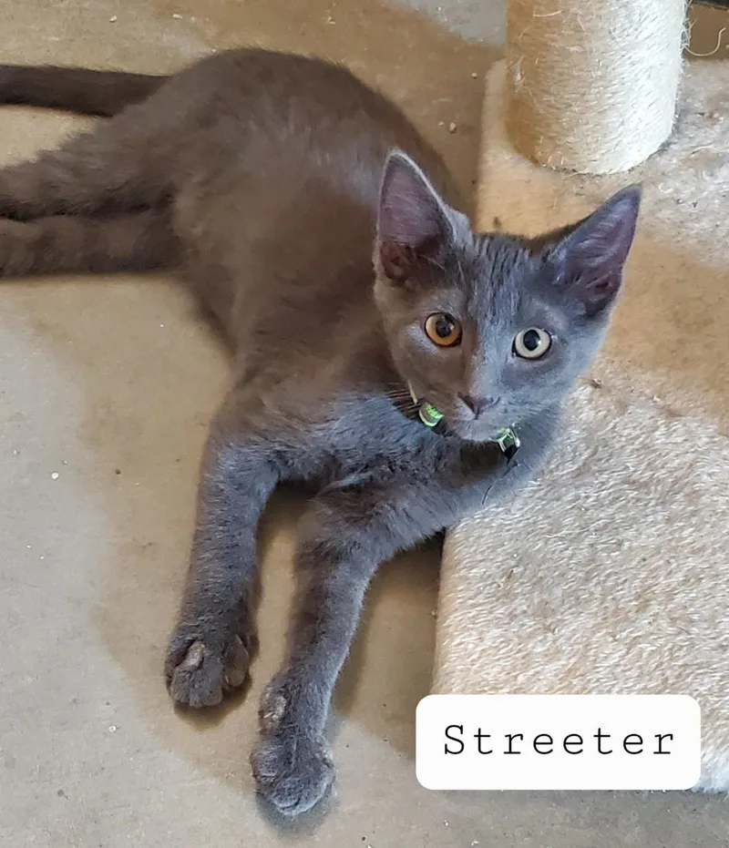 A baby medium-sized male Gray / Blue / Silver Chartreux cat named Streeter for adoption in Las Cruces, NM