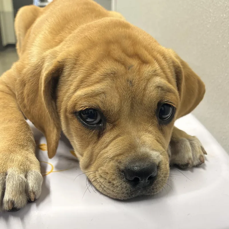 A baby small-sized female Yellow / Tan / Blond / Fawn Boxer dog named Millie for adoption in Tampa, FL