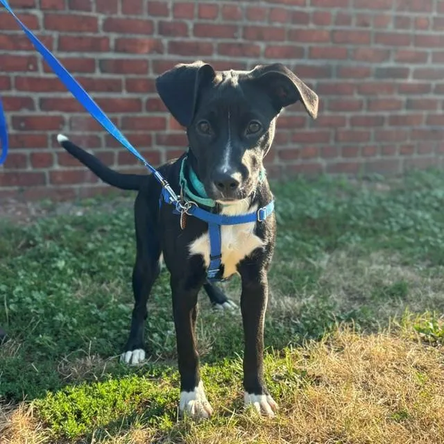 A young small-sized female Labrador Retriever dog named Betty for adoption in Boston, MA