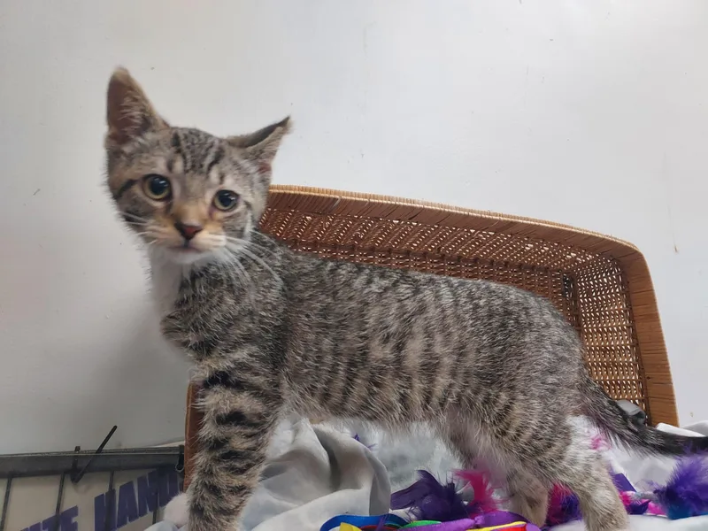 A baby medium-sized male Tabby (Gray / Blue / Silver) Domestic Short Hair cat named Prosciutto for adoption in Cicero, IL