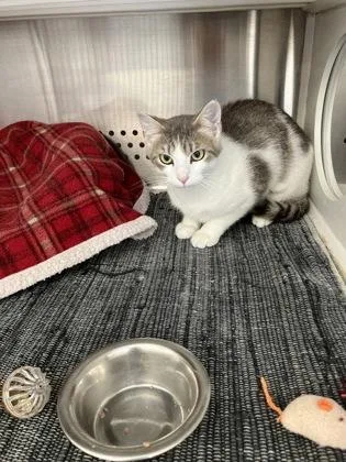 An adult medium-sized male Domestic Short Hair cat named Ricky for adoption in Fergus Falls, MN