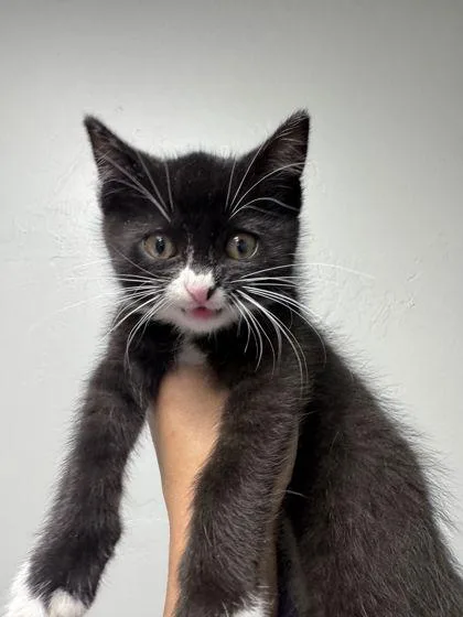 A baby small-sized male Domestic Short Hair cat named Mooka for adoption in Shawano, WI