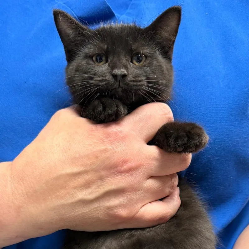 A baby small-sized female Domestic Short Hair cat named Dracula for adoption in Ewing, NJ