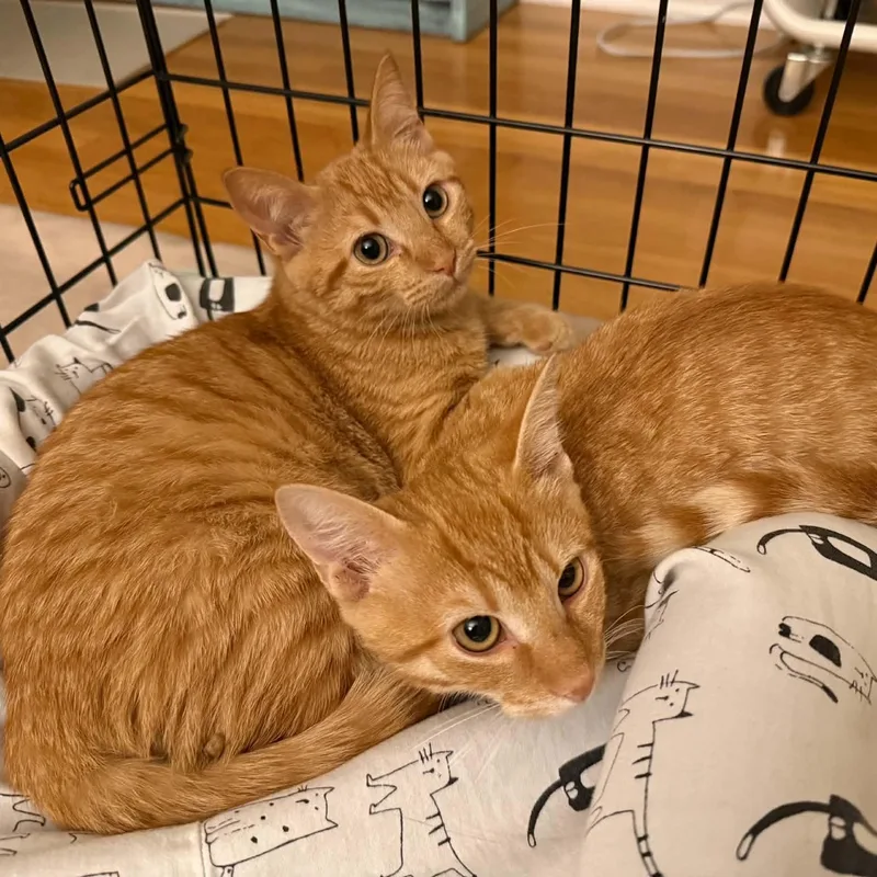 A baby small-sized male Tabby (Orange / Red) Domestic Short Hair cat named Tweedle Dee & Tweedle for adoption in Bellmawr, NJ