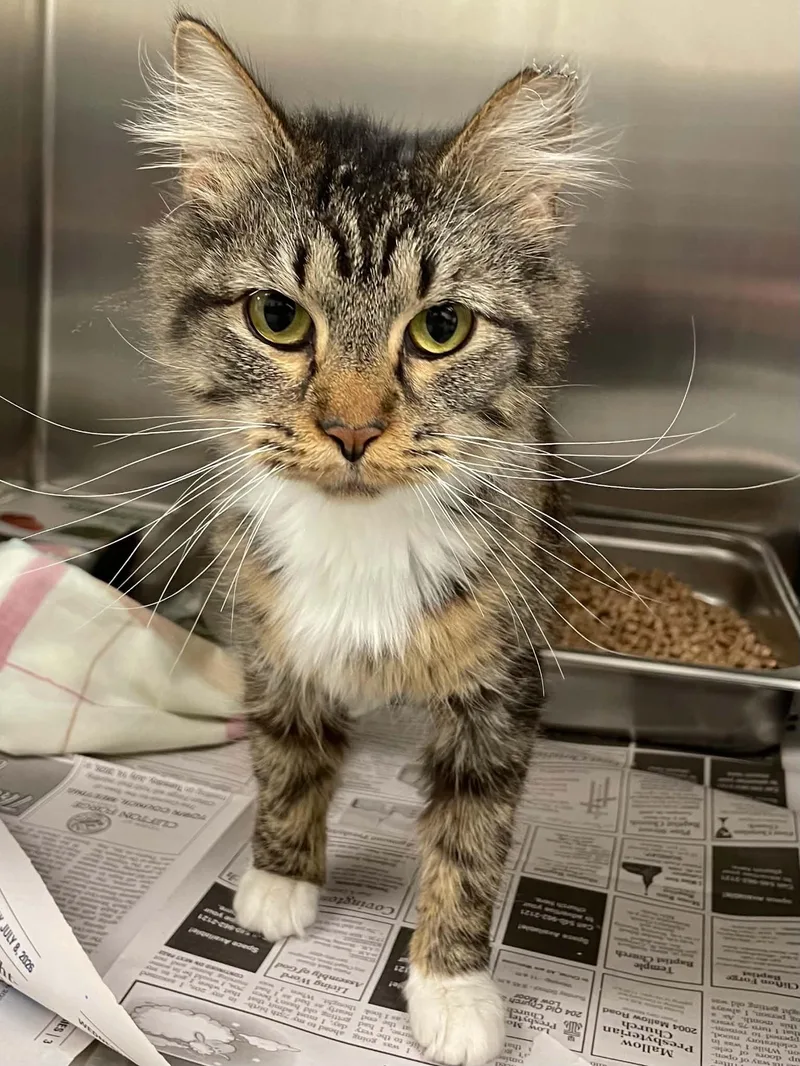 An adult medium-sized female Domestic Medium Hair cat named Arlene for adoption in Covington, VA