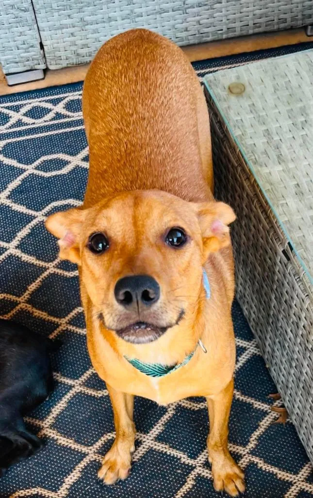 A young medium-sized male Chihuahua dog named Graham Cracker for adoption in Mustang, OK