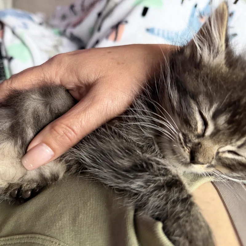 A baby small-sized female Tabby (Brown / Chocolate) Maine Coon cat named Wilbur& Charlotte for adoption in Orange, CA