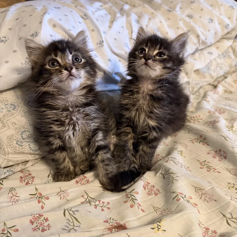 Wilbur& Charlotte thumbnail 6