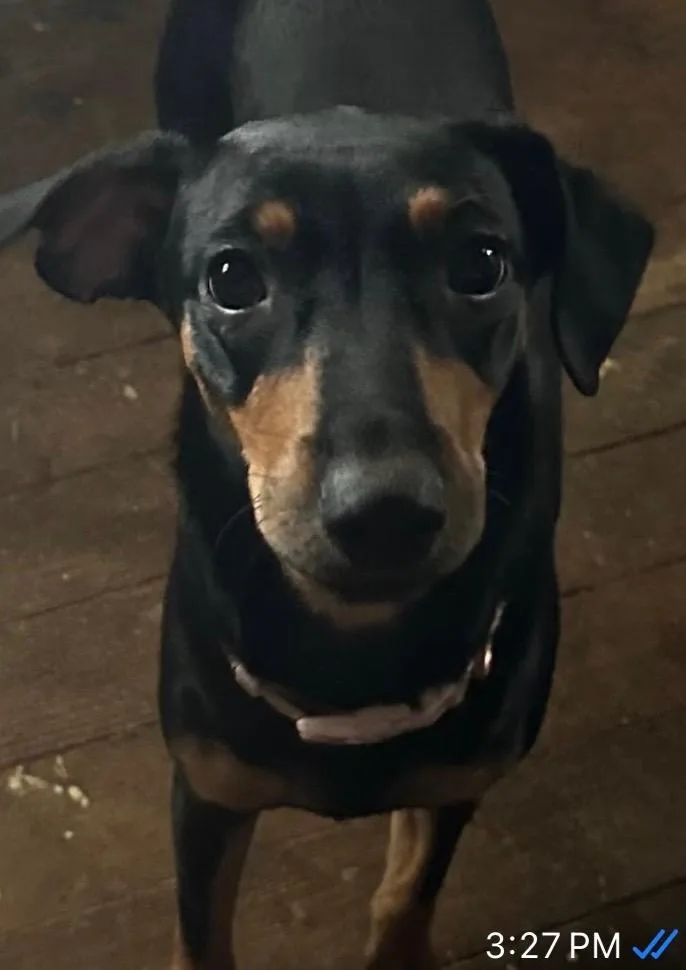 A baby small-sized female Bicolor Miniature Pinscher dog named Honey for adoption in Madera, CA