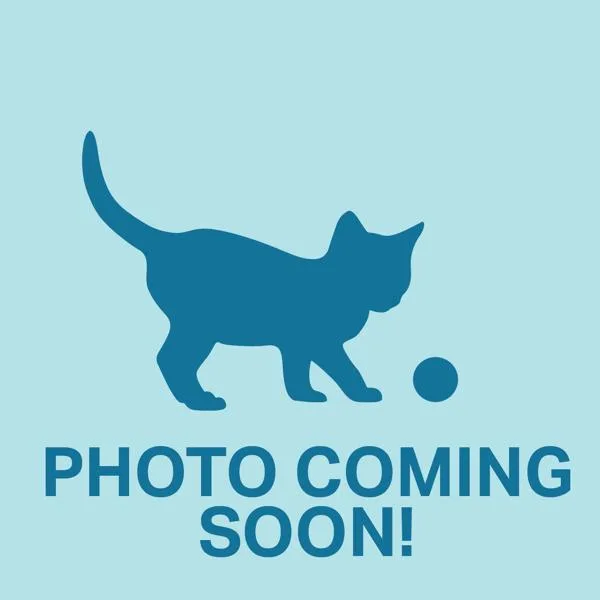 A baby small-sized male Domestic Medium Hair cat named Revving for adoption in Silverdale, WA
