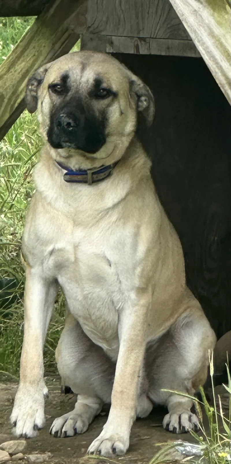 An adult medium-sized male German Shepherd Dog dog named Romeo for adoption in Bruce, MS